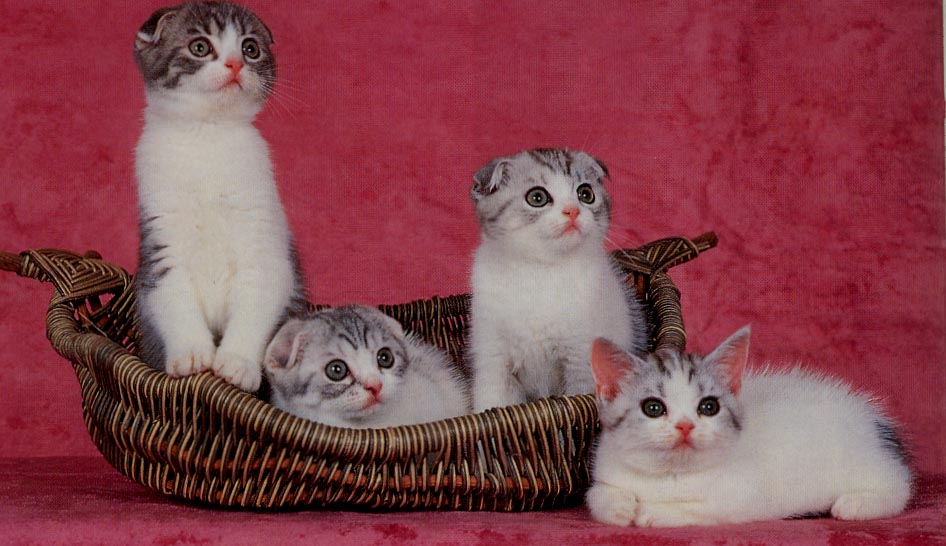 Bendy-ear.jpg (121518 bytes)