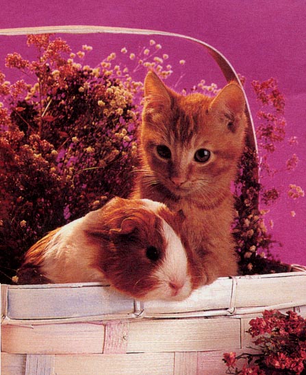 Pignkittie.jpg (111355 bytes)