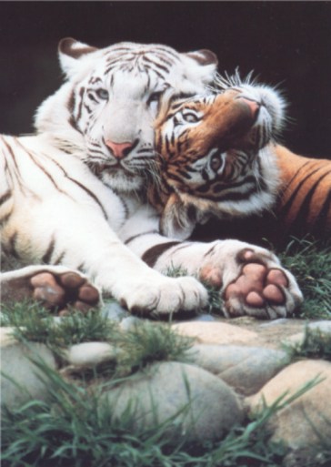 bengaltigers.jpg (45088 bytes)