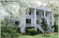 plantation4.gif (29191 bytes)