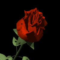 redrosebgblk.gif (45416 bytes)