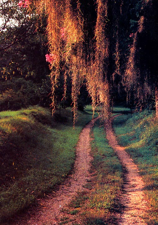 week31dirtroad.jpg (178081 bytes)